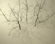 two bare branches in front of a white wall