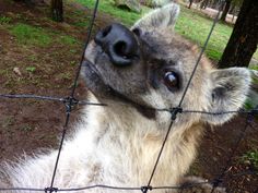 a close up of a dog behind a fence with its head sticking out and looking at the camera