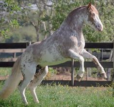 a white and brown horse standing on its hind legs in front of a wooden fence