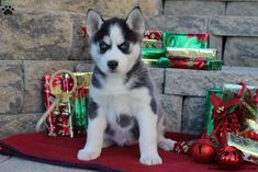 a black and white puppy sitting next to presents