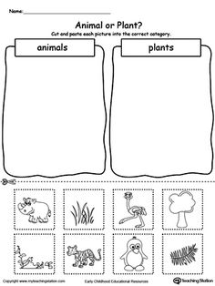 an animal or plant worksheet