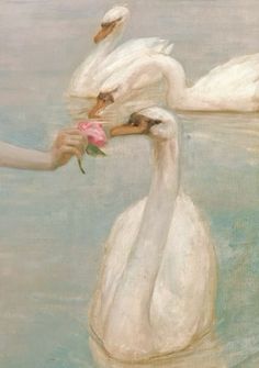 two white swans in the water with one holding a pink flower and another touching it's head