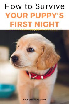 a puppy standing on the ground with its head turned to the side and text overlay reads how to survive your puppy's first night