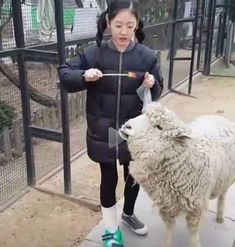 a woman is standing next to a sheep on the sidewalk and holding an object in her hand