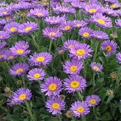 many purple flowers are growing in the grass