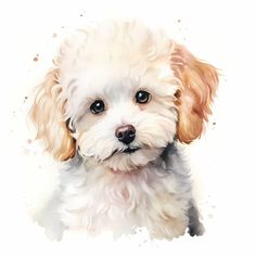 a watercolor painting of a small white dog with brown ears and black eyes, looking at the camera