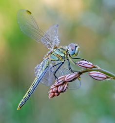 a dragon fly sitting on top of a flower