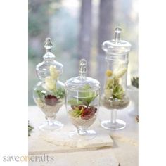 three glass vases filled with plants on top of a table