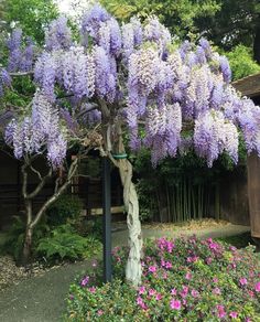 purple flowers are blooming on the tree in front of an old building with stairs