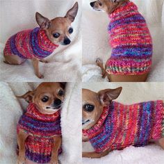 three pictures of two small dogs wearing sweaters