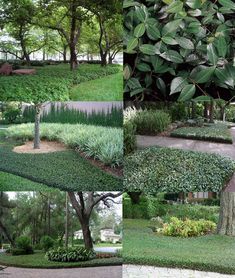 several pictures of different types of trees and shrubs