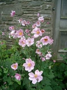 pink flowers are blooming in front of a stone building