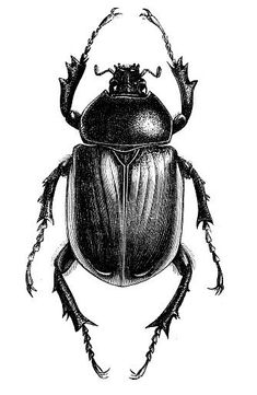 the scarabus beetle is an insect with long legs and large head, vintage engraved engraving