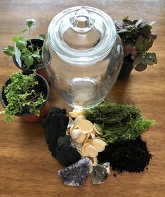 How to Create a Fabulous Terrarium - gardenstead