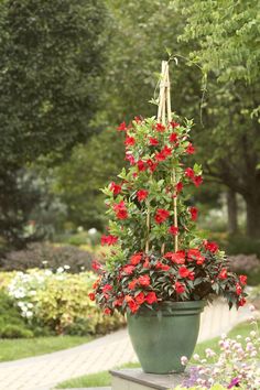 a potted plant with red flowers hanging from it's sides in a garden