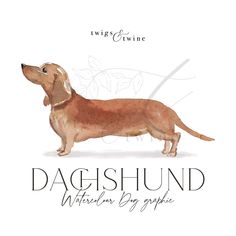 a brown dachshund dog standing on top of a white background with the words,