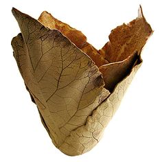 a dried up leaf is shown against a white background