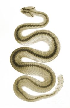 an image of a snake that is in the air