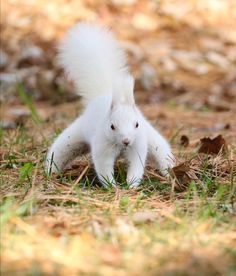 a white squirrel is running through the grass and looking for something to do with it's tail