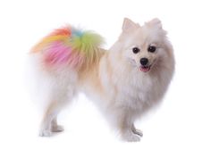 a small white dog with multicolored fur on it's back legs, standing in front of a white background