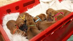 three puppies are sleeping in a red crate