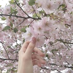 a person's hand reaching up to the blossoms of a tree in bloom with pink flowers