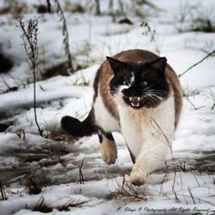 a cat walking in the snow with it's mouth open and eyes wide open