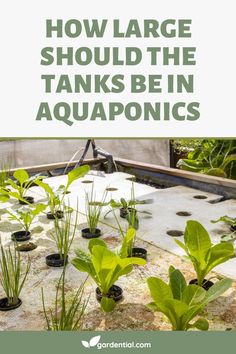 how large should the tanks be in aquaponics?