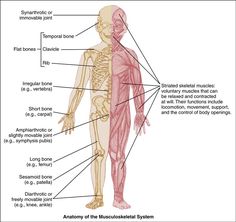 The Child with a Musculoskeletal Alteration | Nurse Key Epiphyseal Plate, General Anaesthesia, Musculoskeletal System, Developmental Milestones, Skeletal Muscle, Nursing Care, Learning Objectives, Motor Activities, Anatomy And Physiology