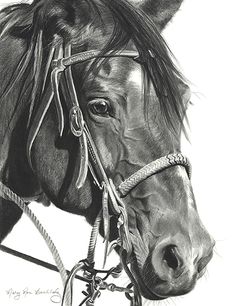 a pencil drawing of a horse's head and bridle