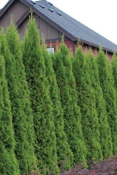 row of fast growing arborvitae trees in front of house Emerald Arborvitae, Thuja Occidentalis Smaragd, Green Giant Arborvitae, Emerald Green Arborvitae, Arborvitae Tree, Privacy Hedge