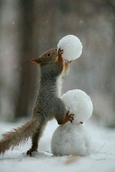 a squirrel is playing with two snowballs in the snow while it stands on its hind legs