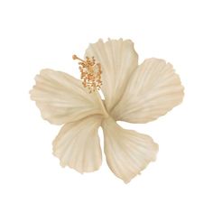 a white flower on a white background