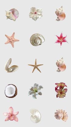 an assortment of seashells and starfish in various shapes and sizes on a white background