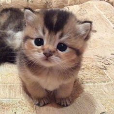 two kittens sitting next to each other on a bed