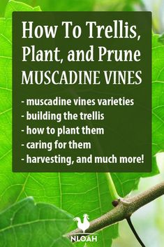 a green leaf with the words how to trellis, plant and prune muscadine vines