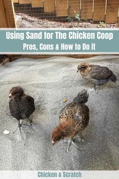 some chickens are standing in the dirt near a fence and chicken coop with text overlay that reads using sand for the chicken coop, pros, cons & how to do it