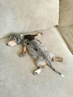 a dog laying on top of a couch next to a pillow