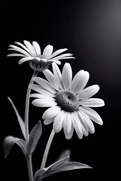 black and white photograph of two daisies in front of a dark background with light coming from the center