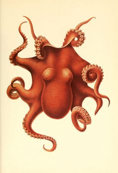 an orange octopus with tentacles on it's back and the words sea prints above it