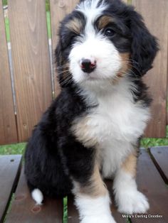 a black and white puppy sitting on top of a wooden bench next to a fence