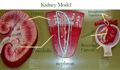 an image of kidney model with labels on it