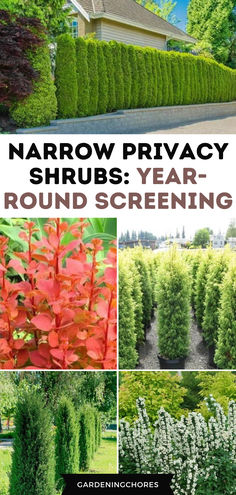 15 Tall and Narrow Screening Shrubs for Year-Round Privacy in Small Garden Privacy Corner Landscaping, Small Backyard Privacy, Best Bushes For Privacy, Short Fence Privacy Ideas, Privacy Landscaping Small Yard, Plants For Narrow Spaces, Tall Privacy Screen Outdoor, Small Front Yard Privacy Ideas, Plant Screens Privacy