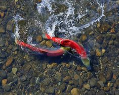 two fish swimming in the water near rocks