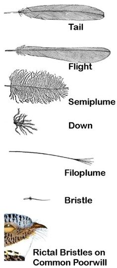 different types of feathers and their names