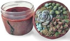 a jar with some plants in it next to a small pot filled with dirt and rocks