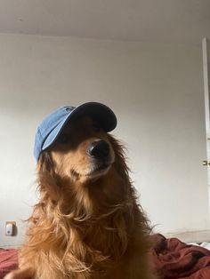 a brown dog wearing a blue hat sitting on top of a bed