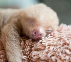 a baby sloth sleeping on top of a teddy bear blanket with its eyes closed