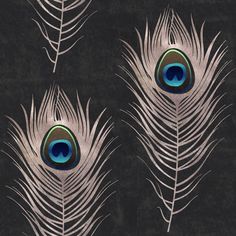 three peacock feathers on a black background