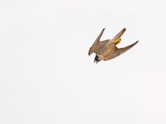 a bird flying in the sky with it's wings spread